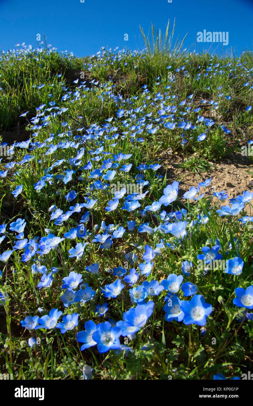 Baby Blue Eyes Nemophila Menziesii Carrizo Plain National Monument California Stock Photo Alamy