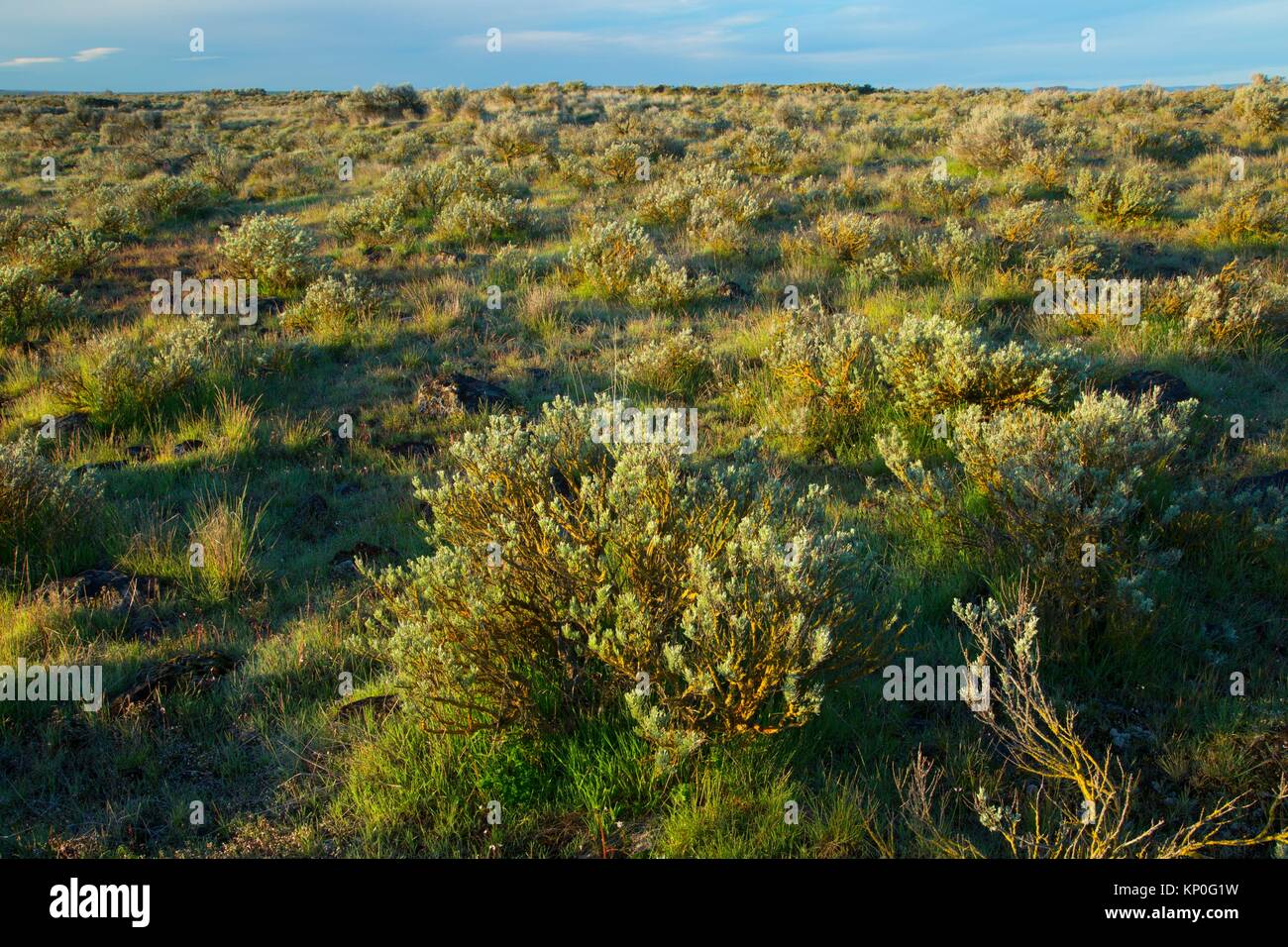 Sagebrush desert hires stock photography and images Alamy