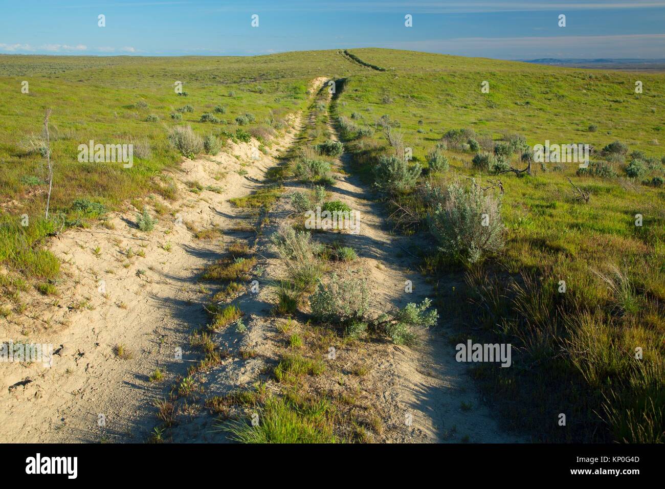 Grassland, Hanford Reach National Monument, Washington. Stock Photo
