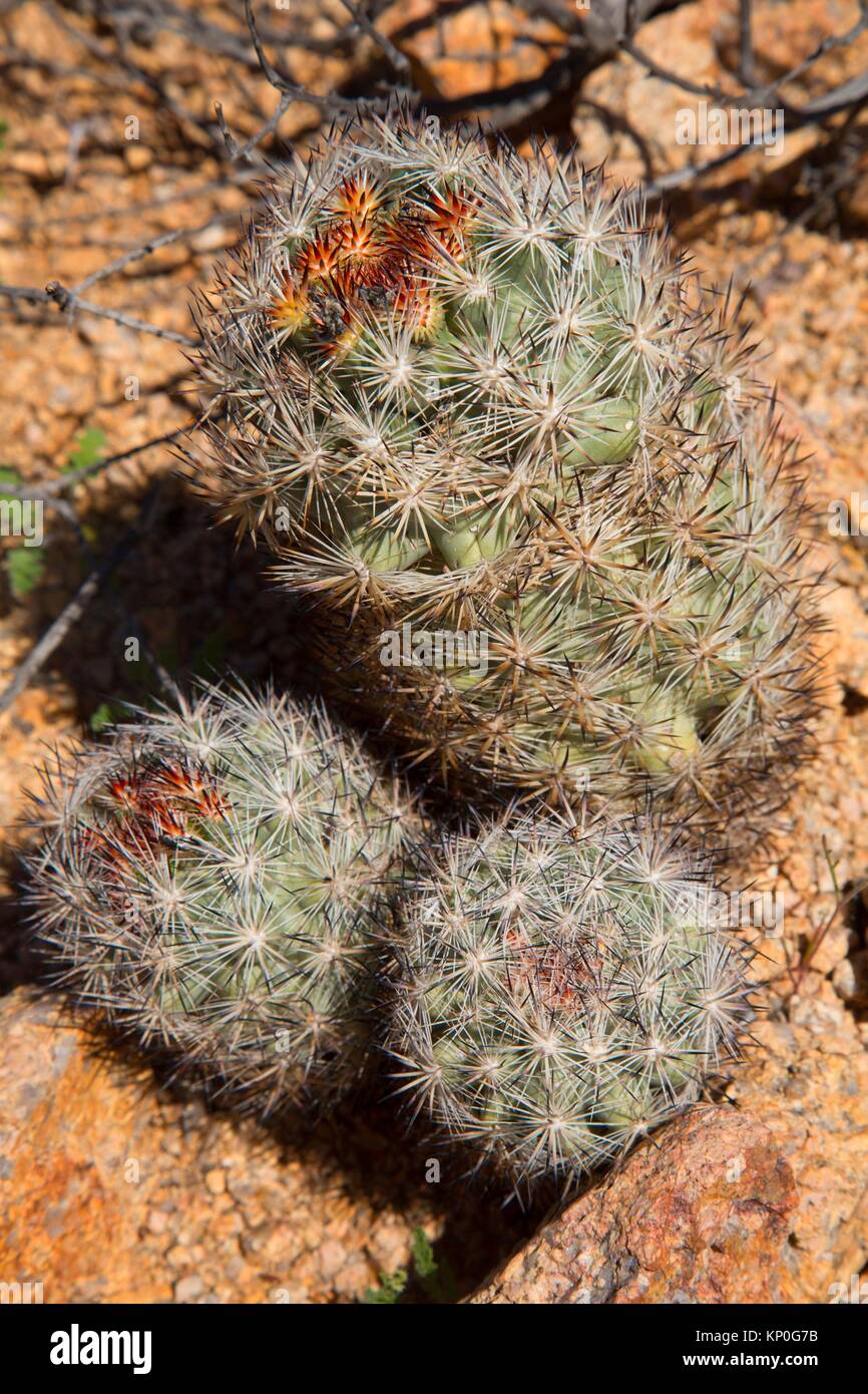 Cushion foxtail cactus (Coryphantha alversonii), Joshua Tree National Park, California. Stock Photo