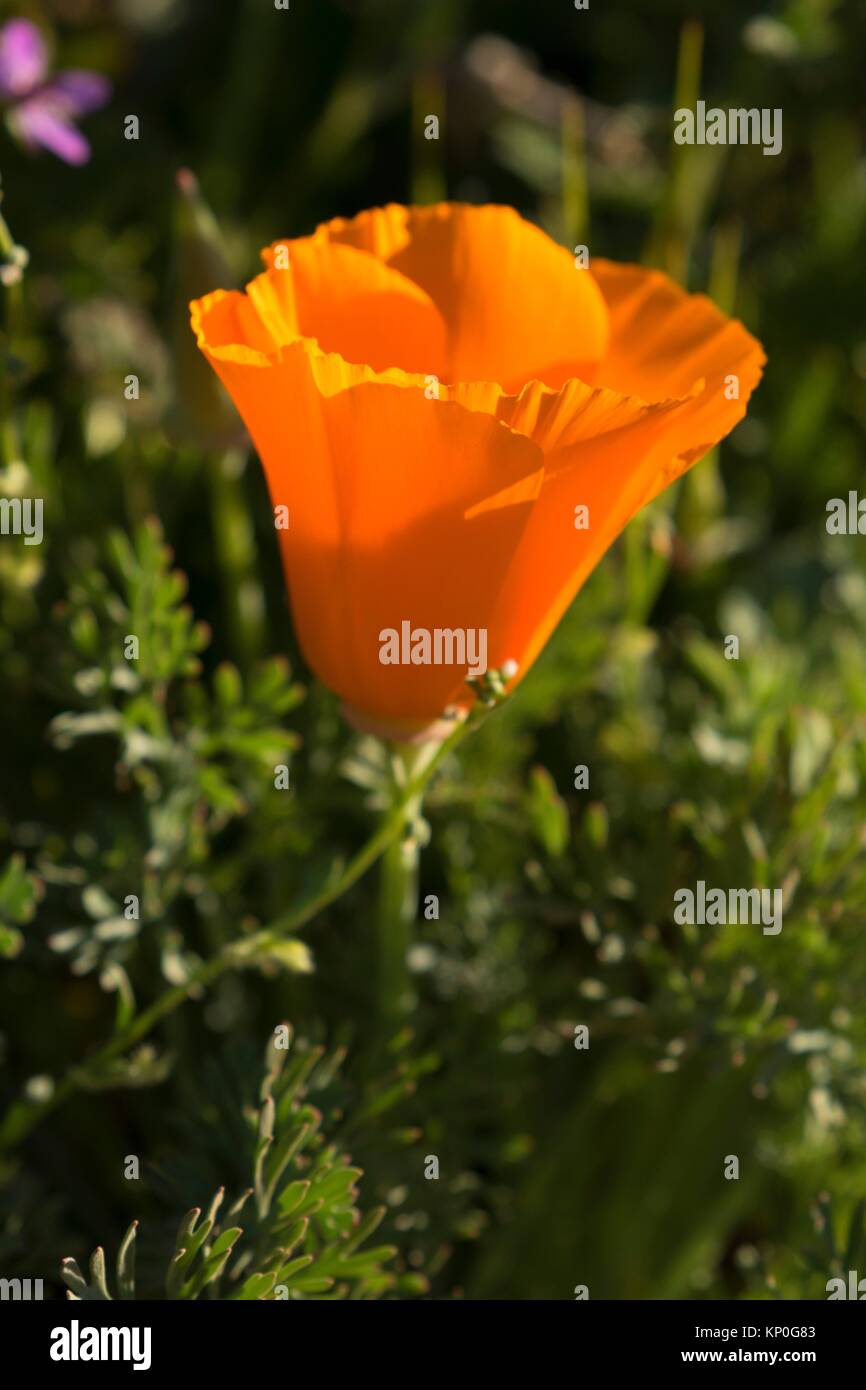 California poppies (Eschscholzia californica), Antelope Valley California Poppy State Reserve, California. Stock Photo