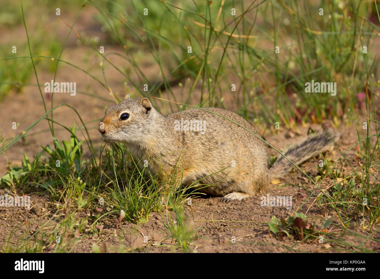 Ground squirrel near Lamar River, Yellowstone National Park, Wyoming. Stock Photo