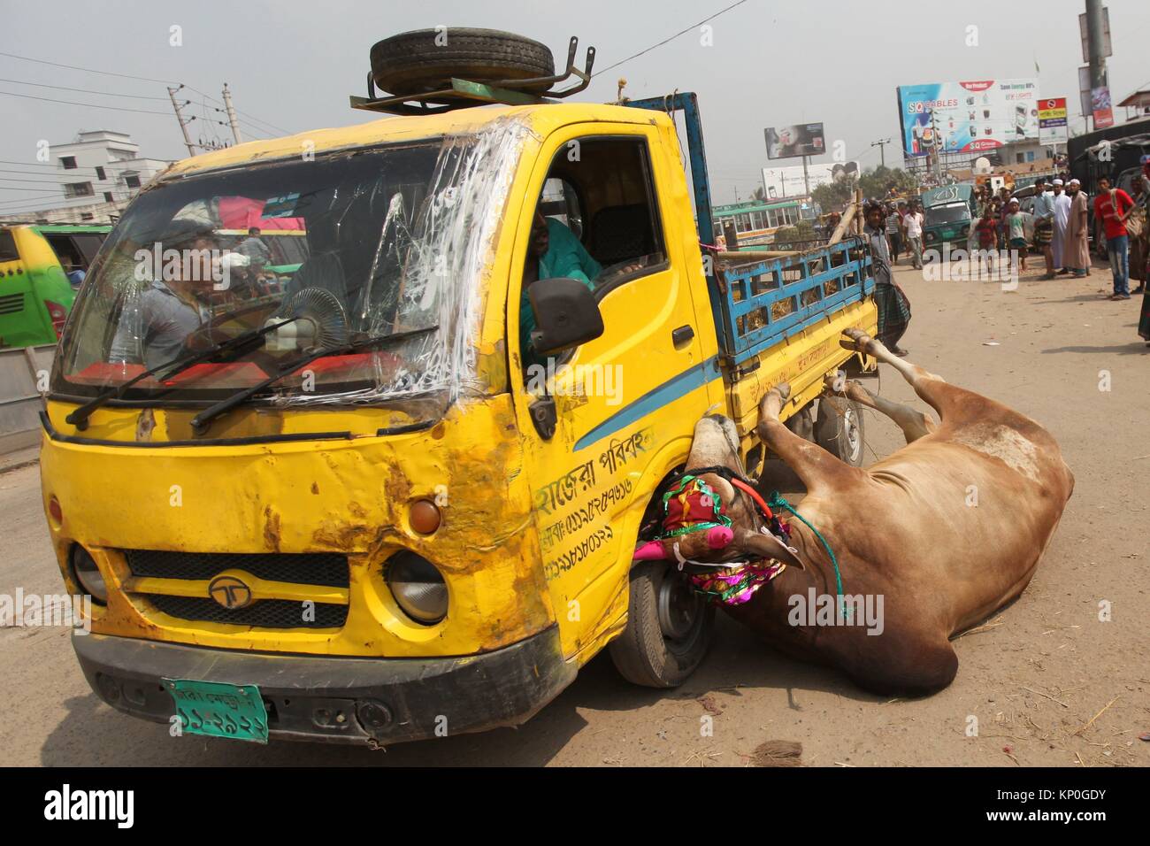 A cattle fall in the street from a four wheeler during to go a cattle market the day before Eid-al-Adha in Dhaka, BangladeshEid al-Adha called the Stock Photo