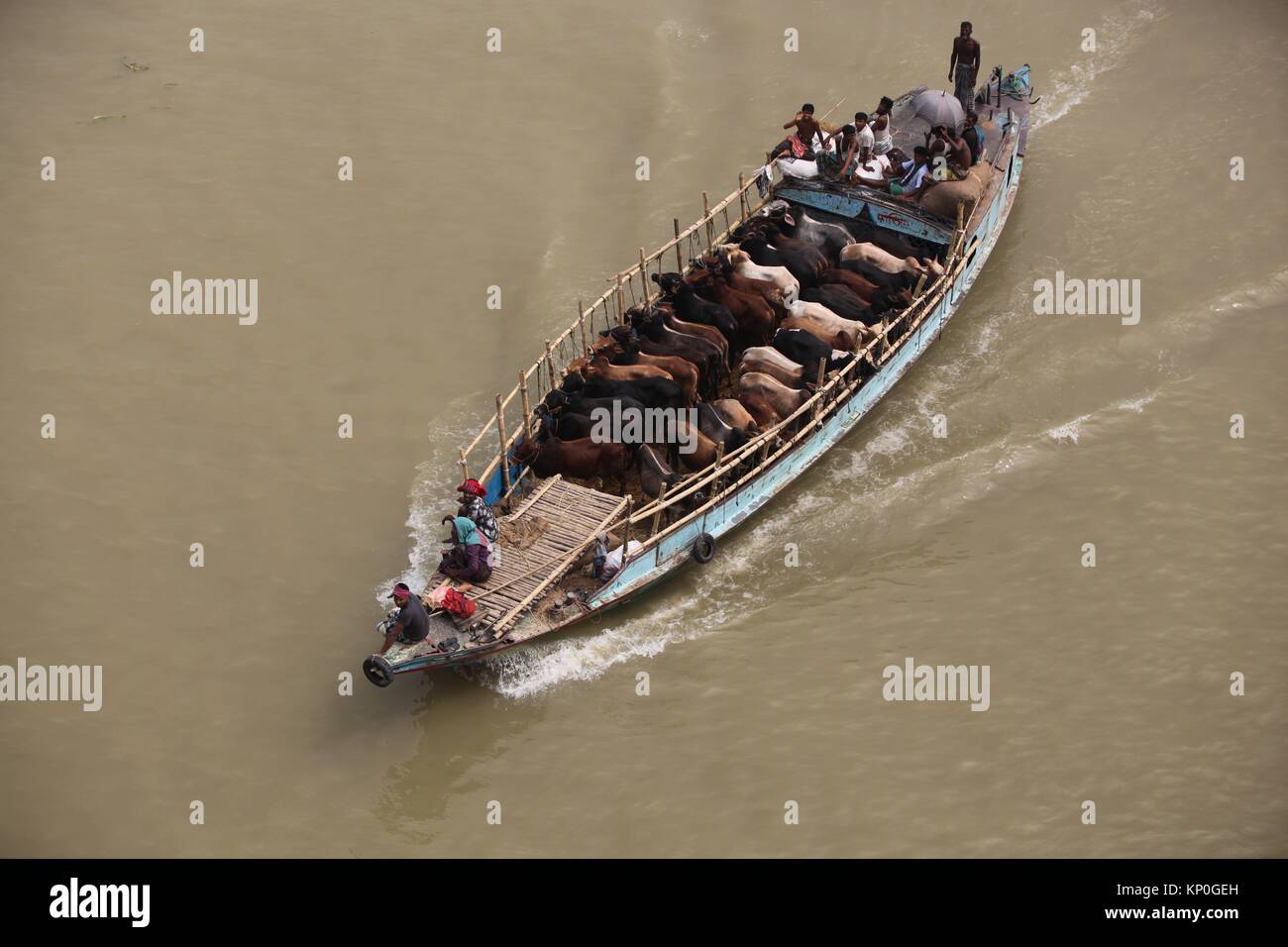 Sellers transport sacrificial animals on a boat to cattle market in Dhaka ahead of Eid-ul-Azha. Dhaka, Bangladesh. Eid al-Adha called the ''Sacrifice Stock Photo