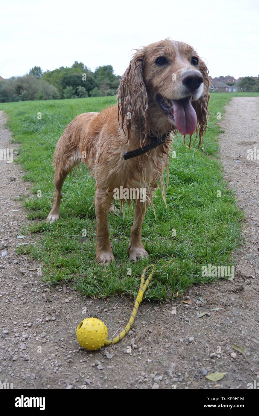 Wet cocker best sale spaniel