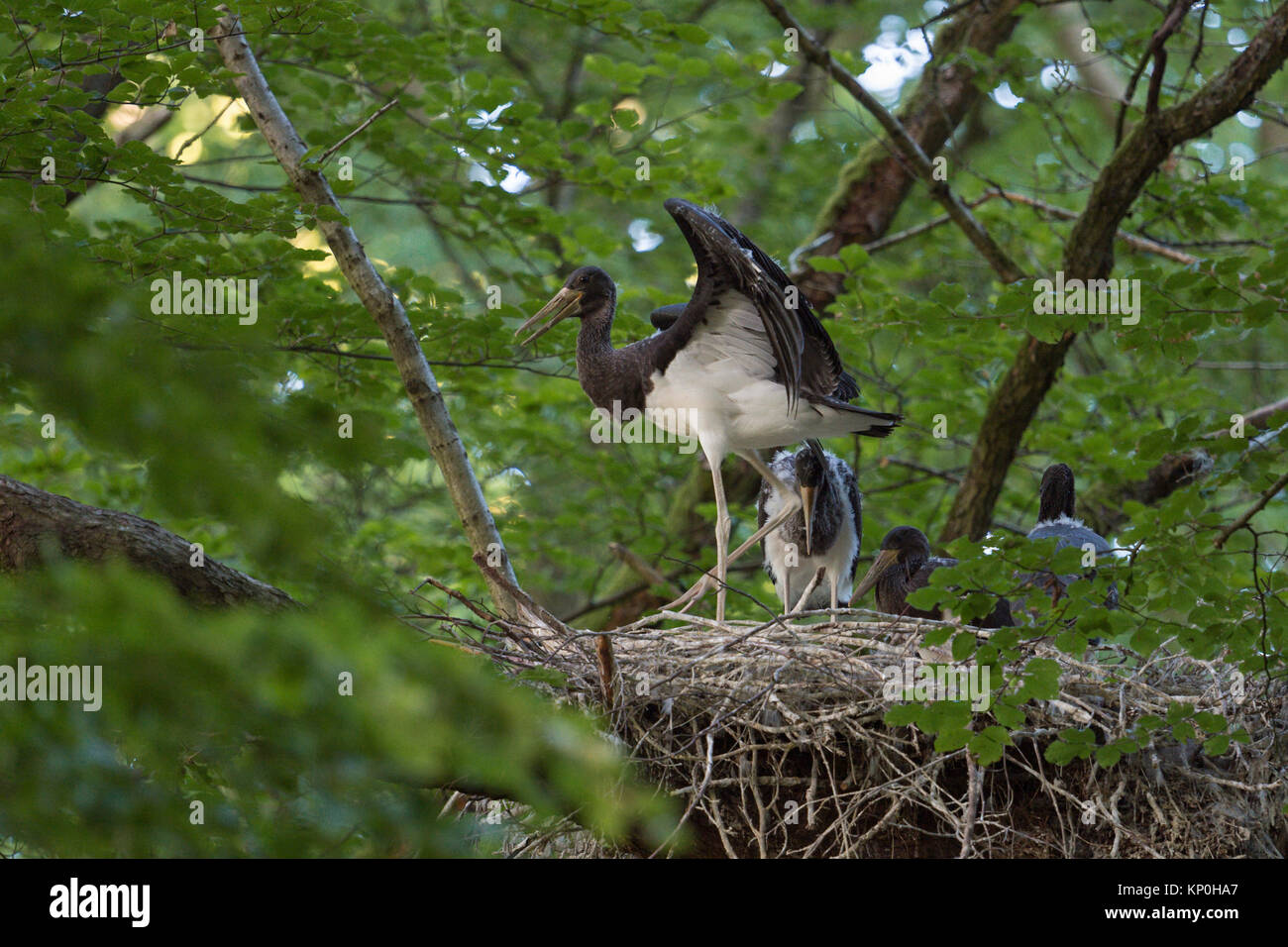 Black Stork / Storks ( Ciconia nigra ), offspring, nestlings, almost fledged, fluttering with wings, in typical nest, eyrie hidden in a treetop. Stock Photo