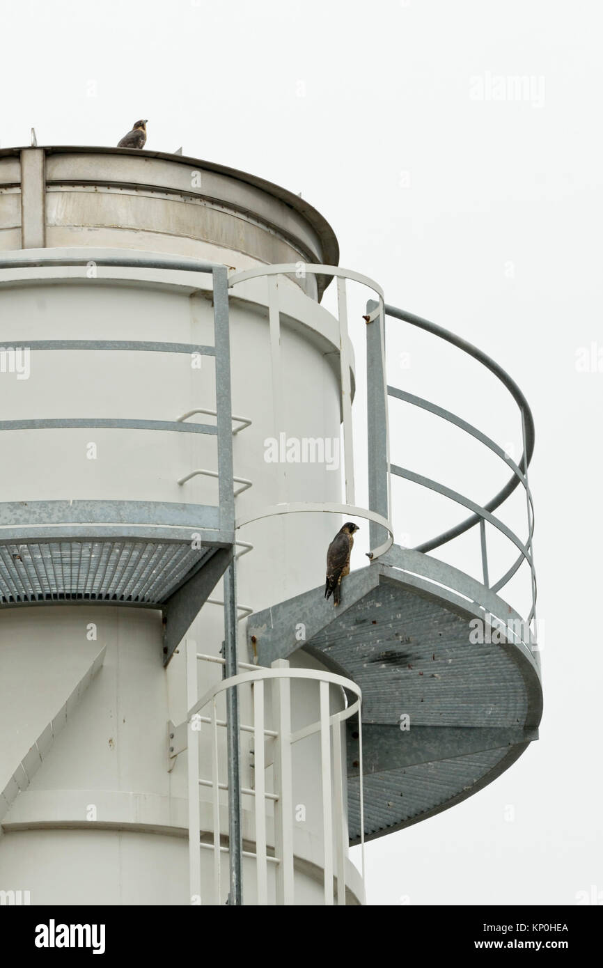 Peregrine Falcon / Falcons( Falco peregrinus ), two adolescent, endangered synanthropic species, perched on top of a a steel chimney, wildlife, Europe Stock Photo