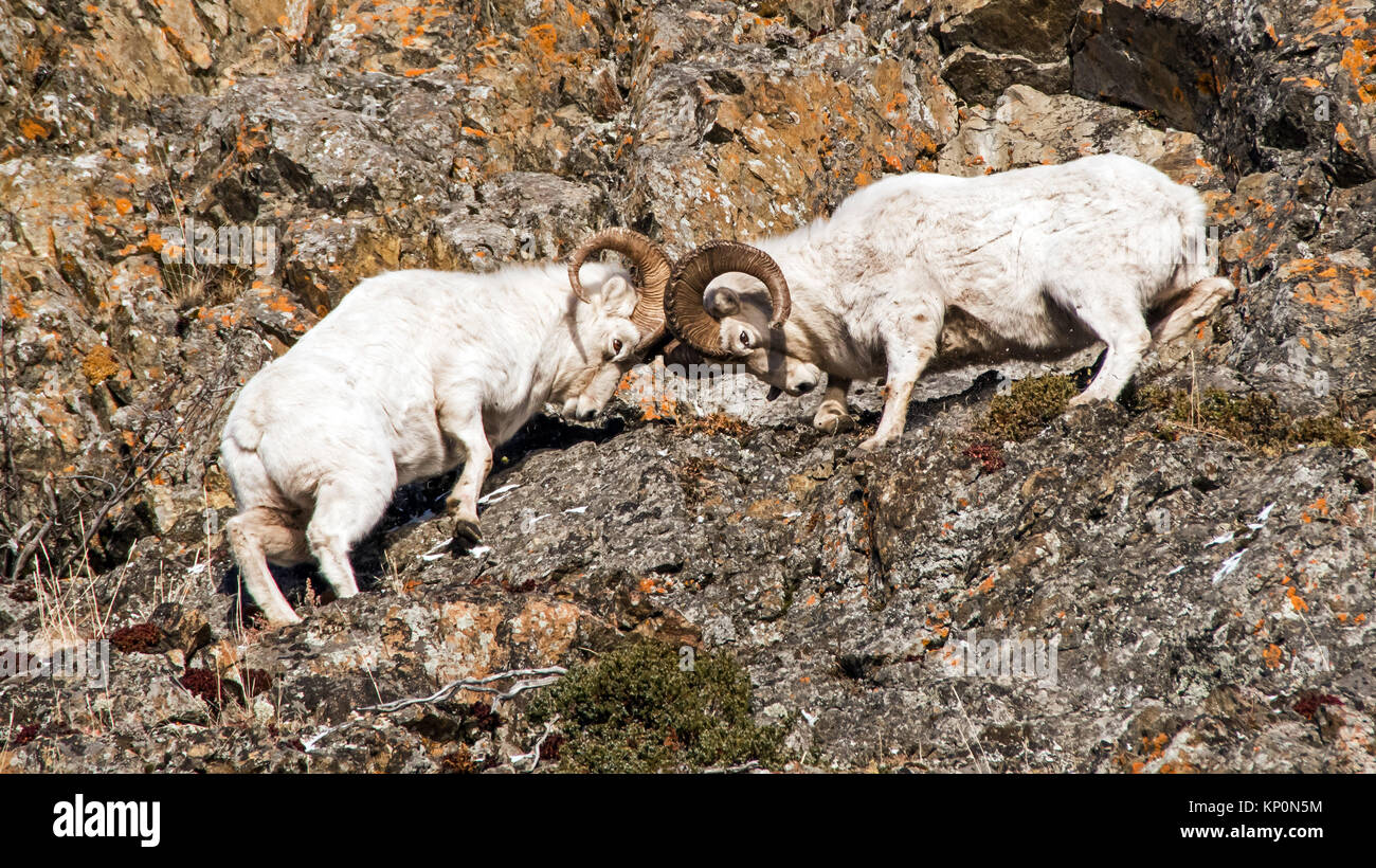 Dall Sheep Rams fighting during the rut Stock Photo