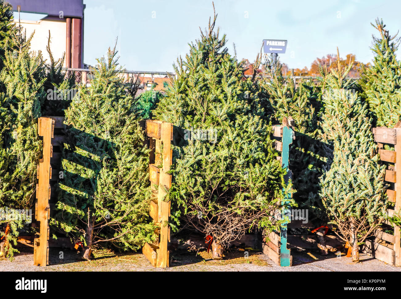 Live Christmas trees for sale in a city lot arranged according to size and type Stock Photo Alamy