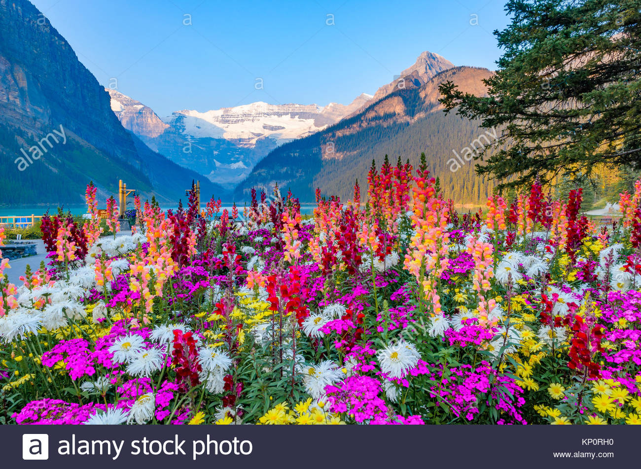 Banff National Park Flowers Stock Photos & Banff National Park Flowers