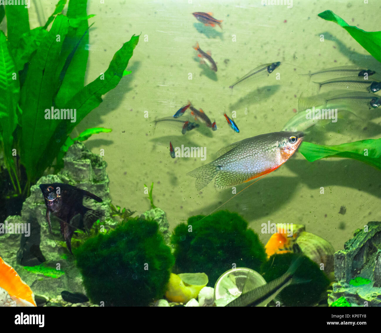 freshwater aquarium Stock Photo