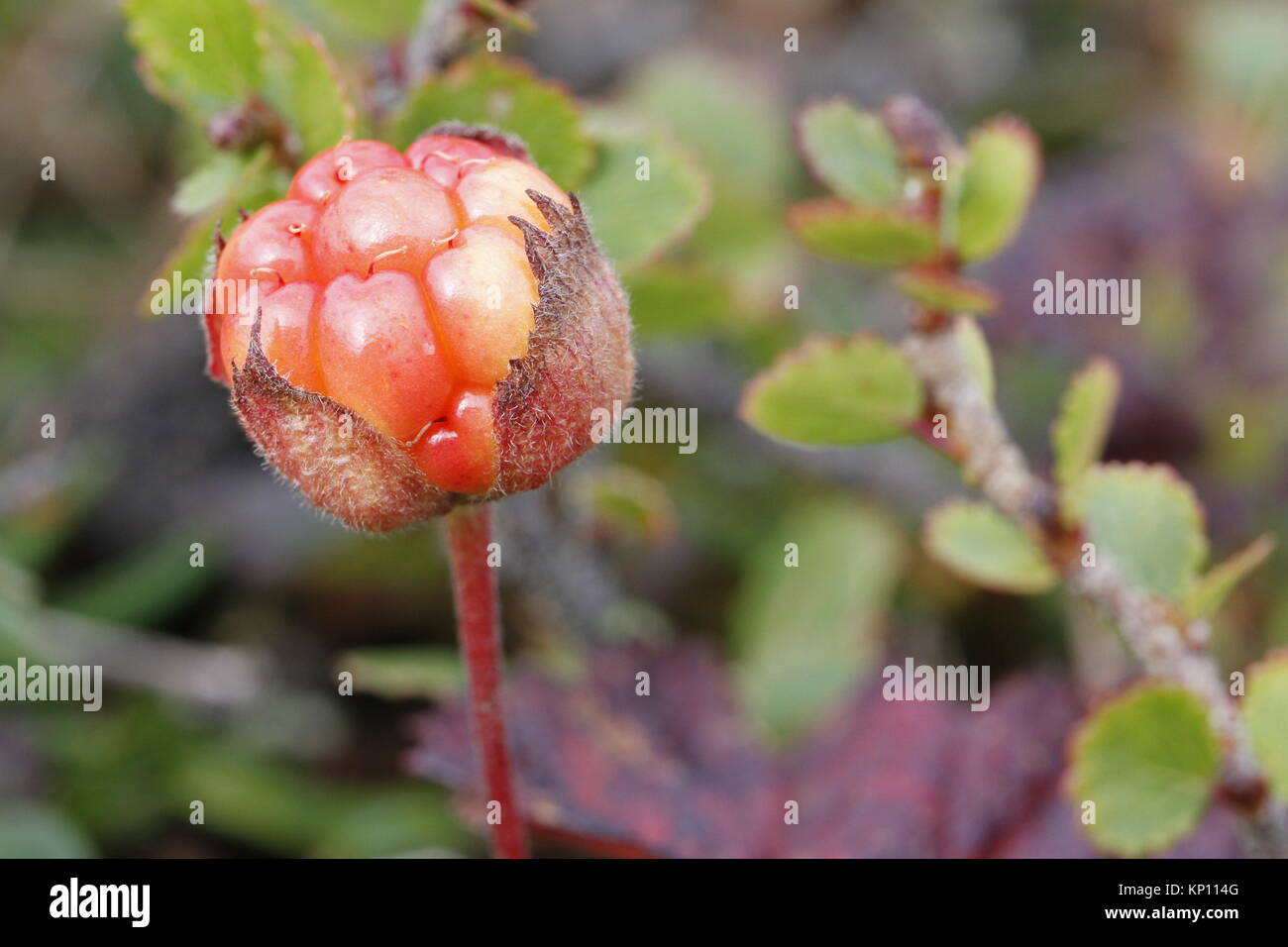 Close-up of a cloudberry with blurred background found in Canada's Arctic Stock Photo