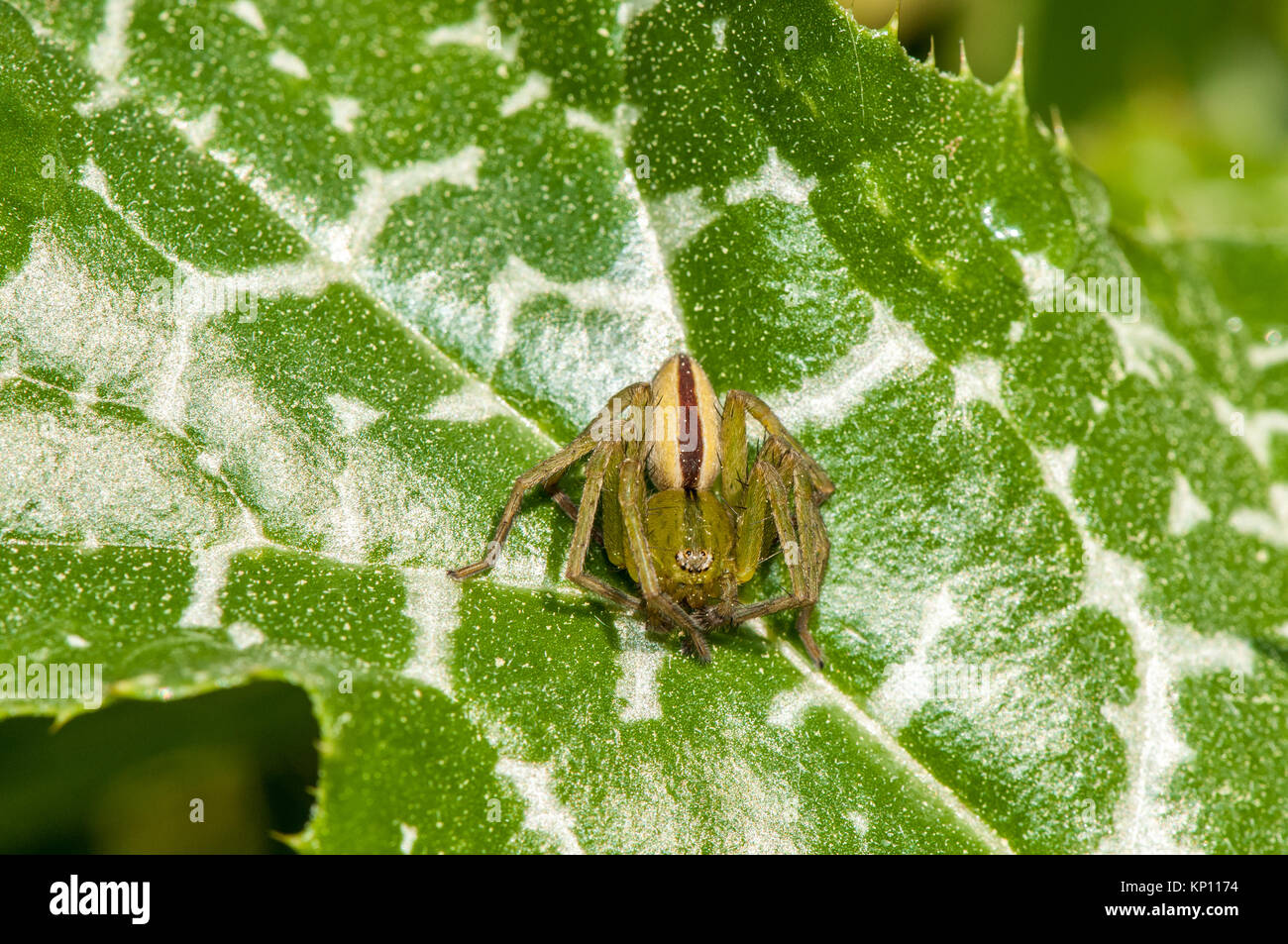 Close Up View Of A Green Huntsman Spider Micrommata Virescens On Top Of A Leaf Stock Photo Alamy