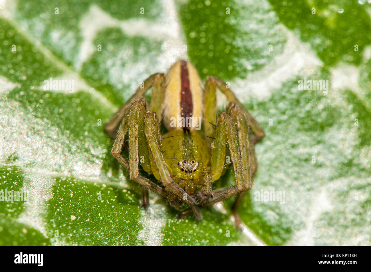 Close Up View Of A Green Huntsman Spider Micrommata Virescens On Top Of A Leaf Stock Photo Alamy