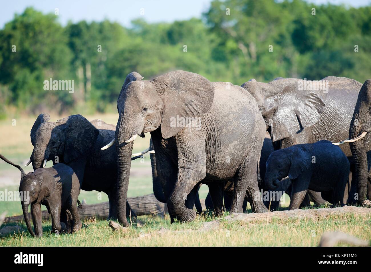 Elephant In Hwange National Park Hi res Stock Photography And Images 