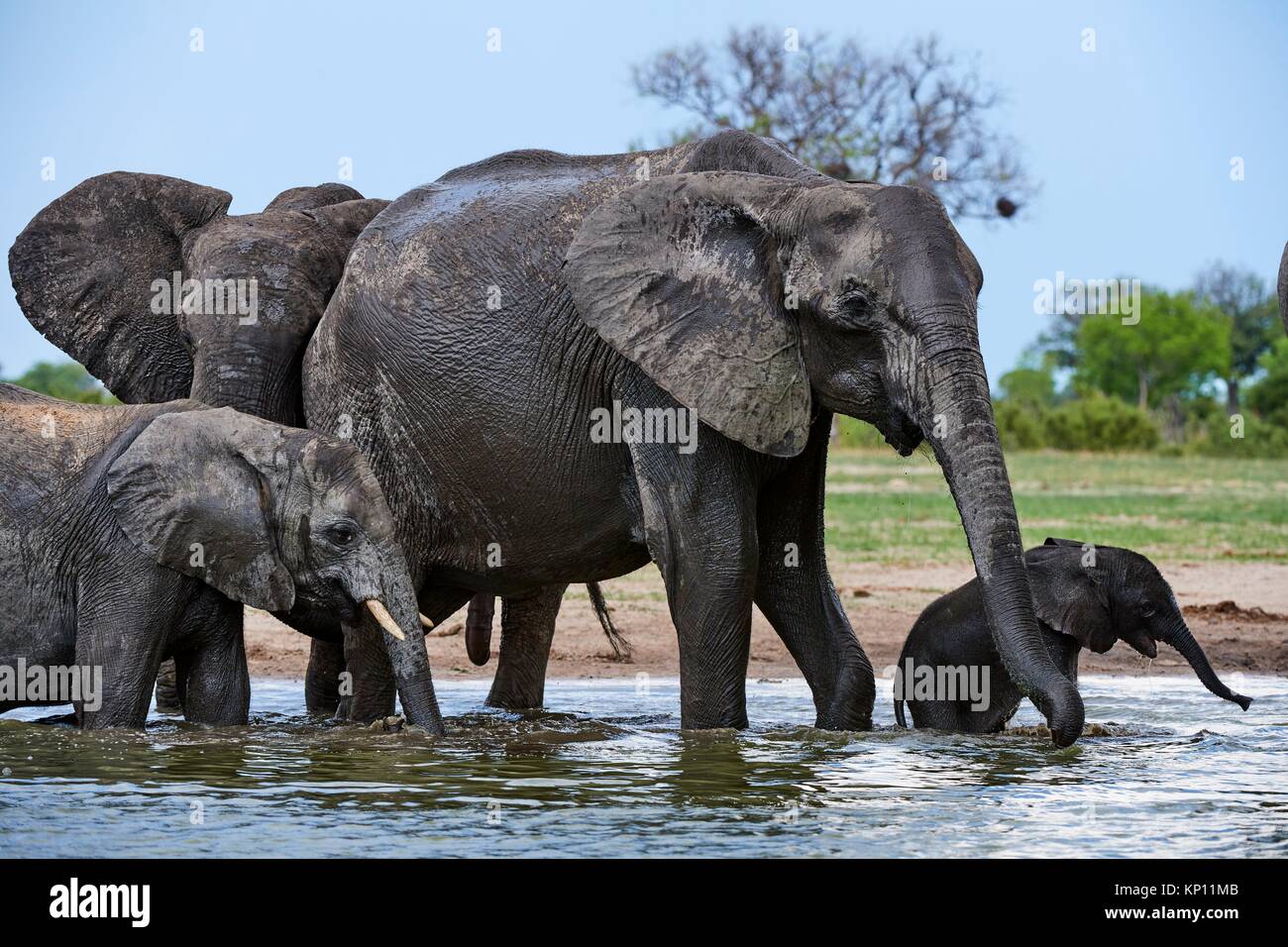 African elephant group (Loxodonta africana) with a baby drinking at a watehole. Hwange National Park, Zimbabwe. Stock Photo