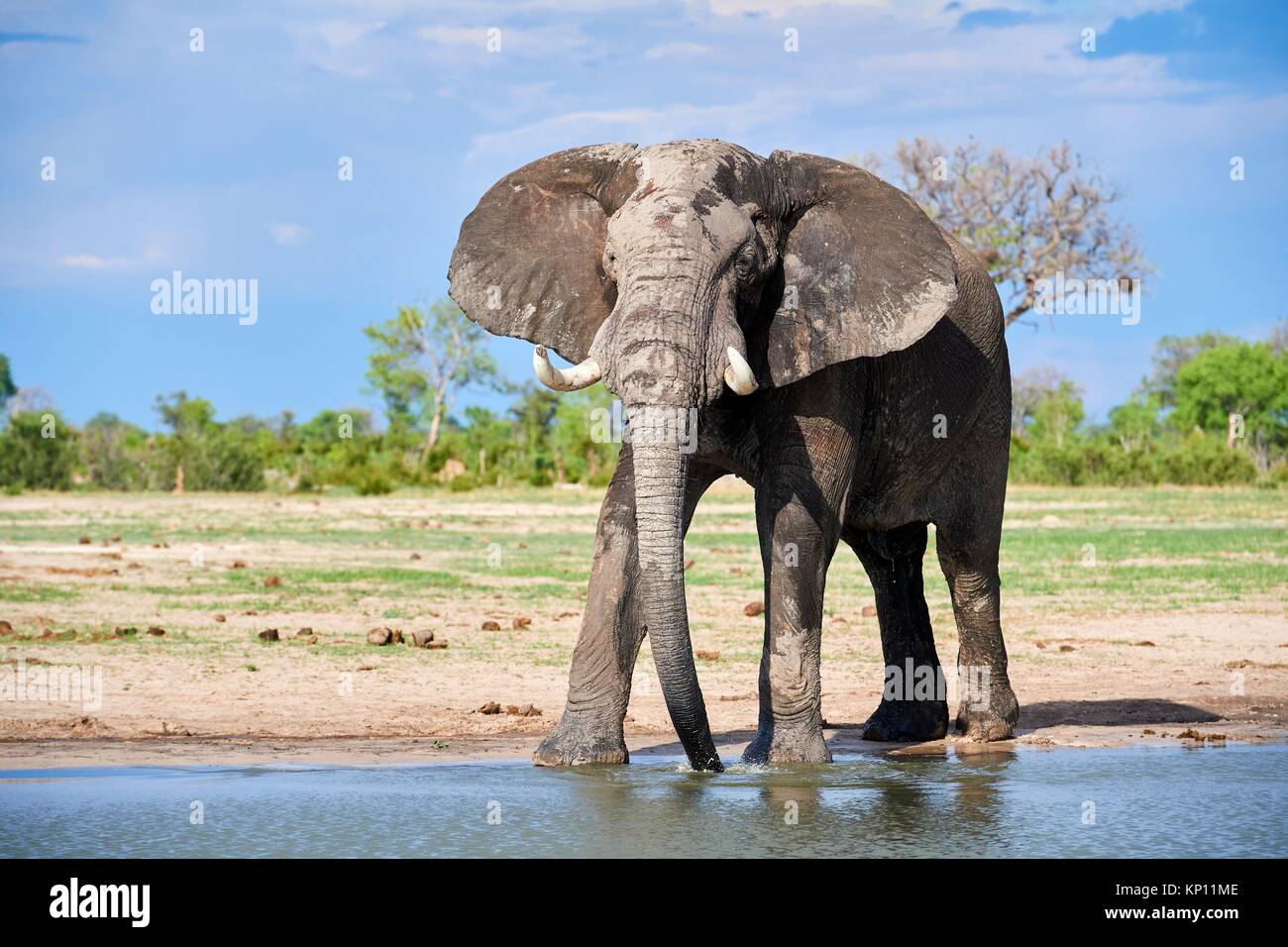 African elephant (Loxodonta africana) drinking at a watehole. Hwange National Park, Zimbabwe. Stock Photo