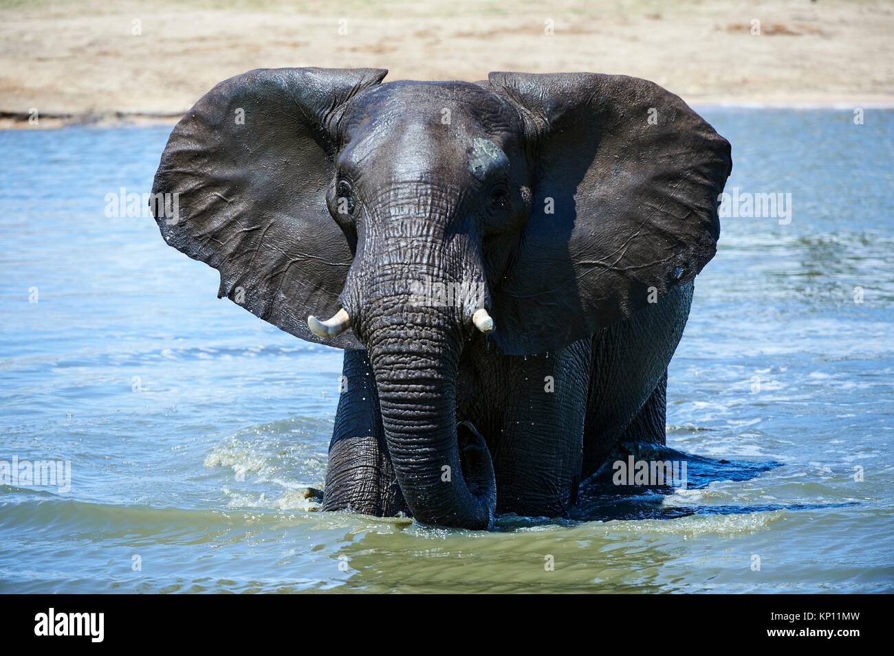 African elephant (Loxodonta africana) drinking and bathing at a watehole. Hwange National Park, Zimbabwe. Stock Photo