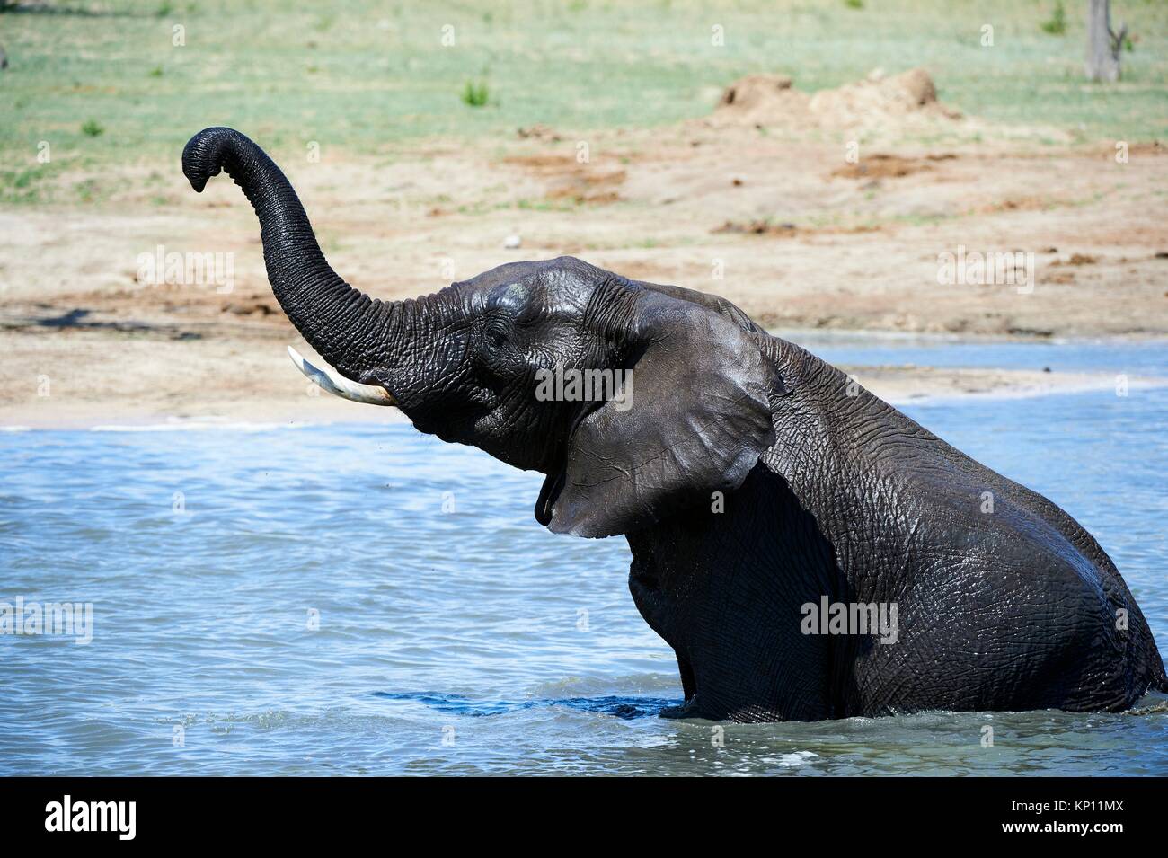African elephant (Loxodonta africana) drinking and bathing at a watehole. Hwange National Park, Zimbabwe. Stock Photo