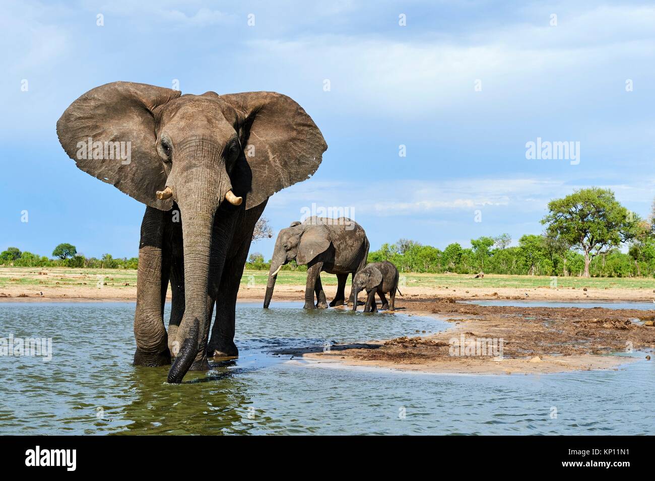African elephant group (Loxodonta africana) drinking at a watehole. Hwange National Park, Zimbabwe. Stock Photo