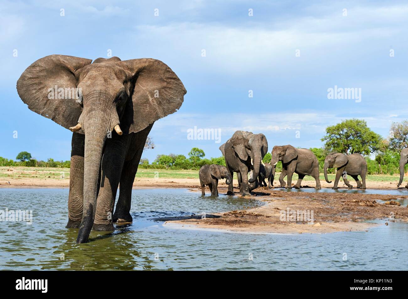 African elephant group (Loxodonta africana) drinking at a watehole. Hwange National Park, Zimbabwe. Stock Photo