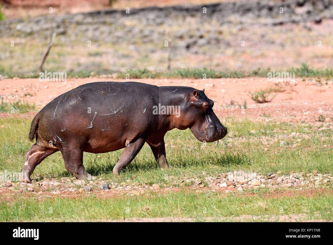 Hippopotamus (Hippopotamus) walking in Matusadona National Park, Zimbabwe. Stock Photo