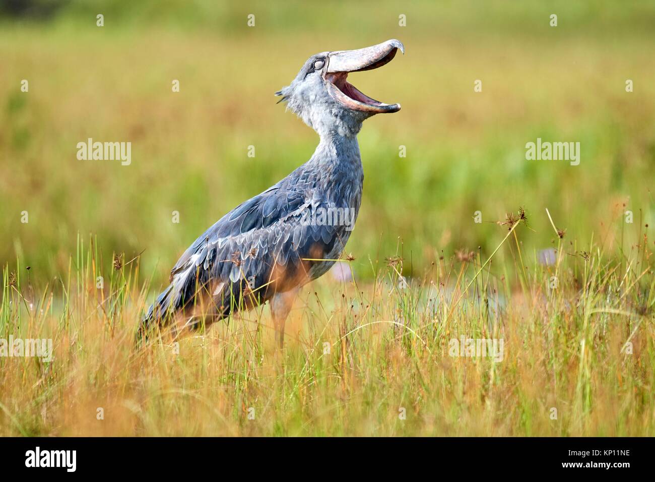 Whale headed / Shoebill stork (Balaeniceps rex) with beak open in the