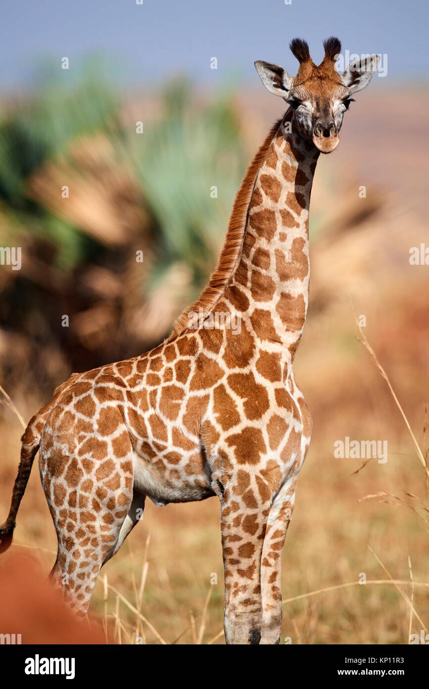 Young Rothschild's giraffe (Giraffa camelopardalis rothschildi) Murchisson Falls National Park, Uganda. Stock Photo