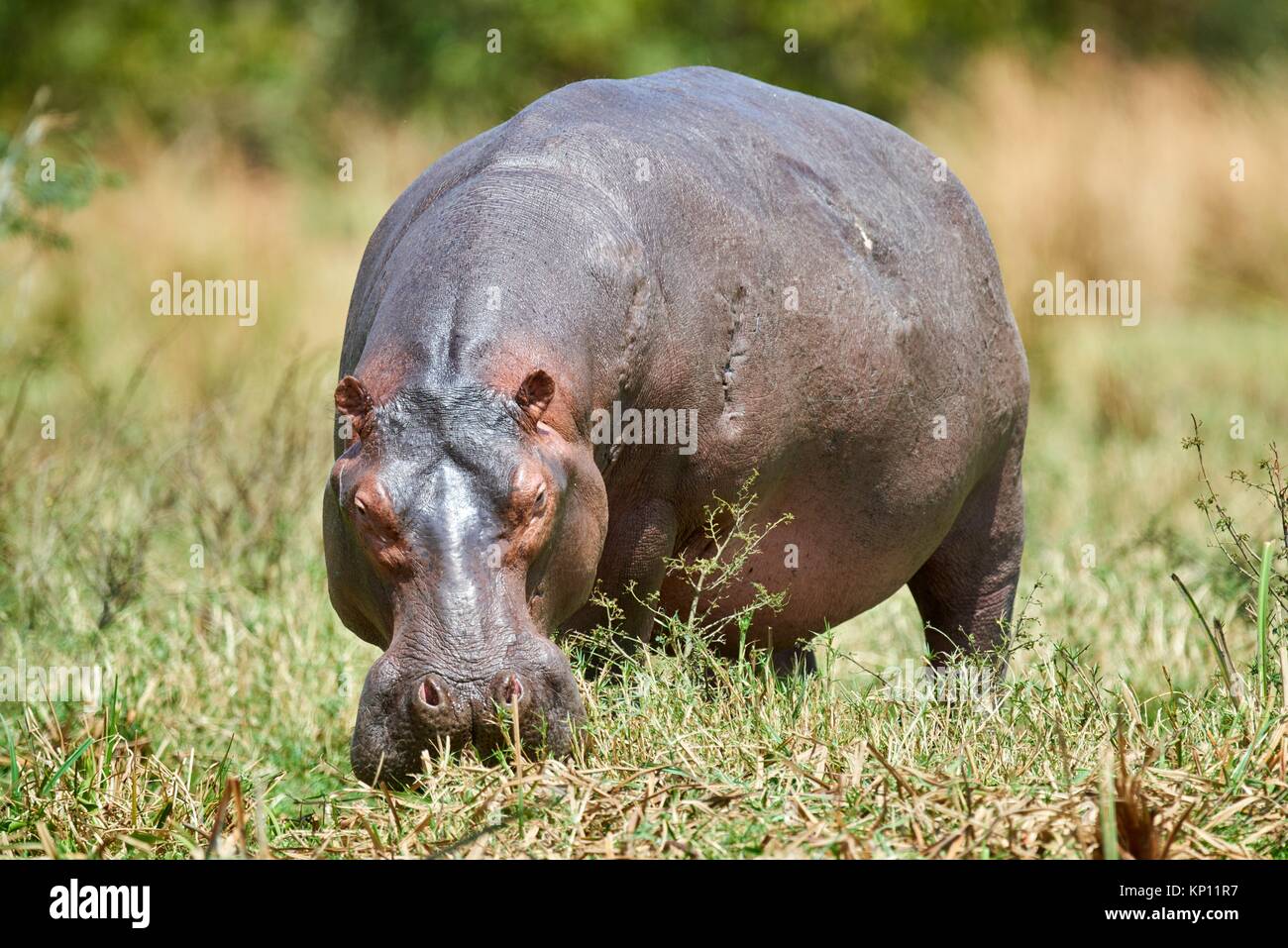 Hippopotamus grazing (Hippopotamus amphibius) Murchisson Falls National Park, Uganda. Stock Photo