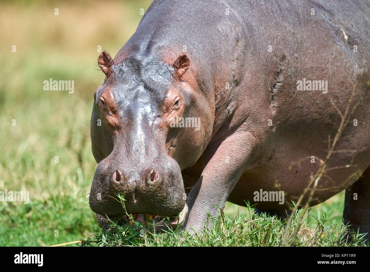 Hippopotamus grazing (Hippopotamus amphibius) Murchisson Falls National Park, Uganda. Stock Photo
