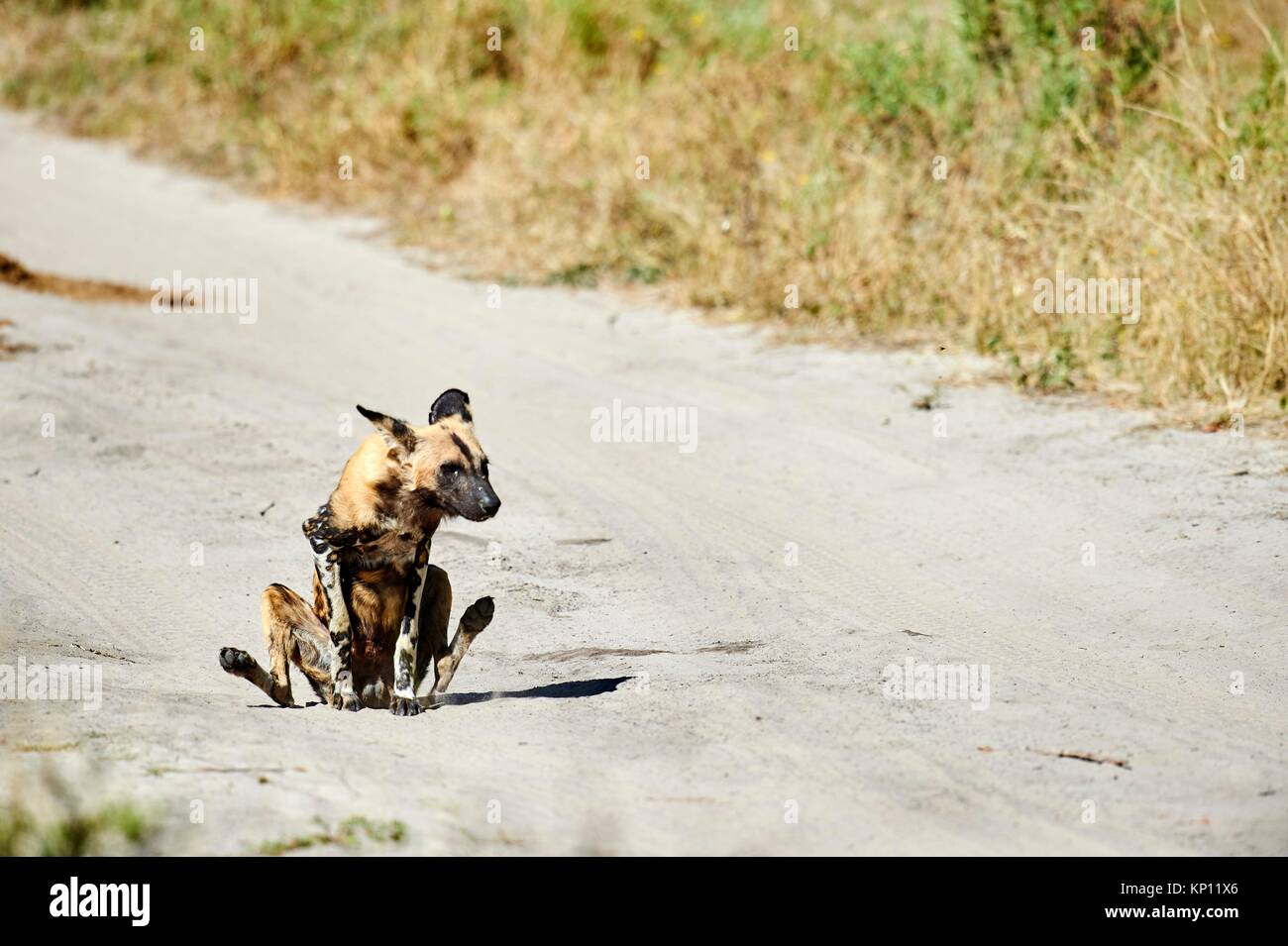 African wild dog (Lycaon pictus) scooting / rubbing its rear end. Moremi National Park, Okavango delta, Botswana, Southern Africa. Stock Photo