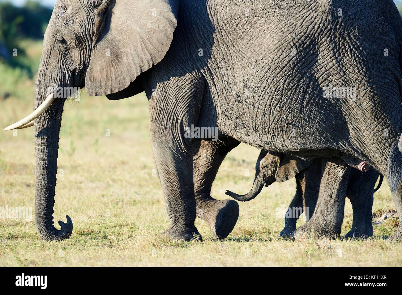 African elephant mother and young calf (Loxodonta africana), Duba Plains, Okavango Delta, Botswana, Southern Africa. Stock Photo