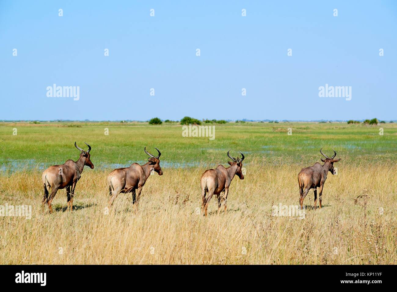 Four Topi / Tsessebe antelope (Damaliscus lunatus) portrait. Duba Plains concession, Okavango delta, Botswana, Southern Africa. Stock Photo
