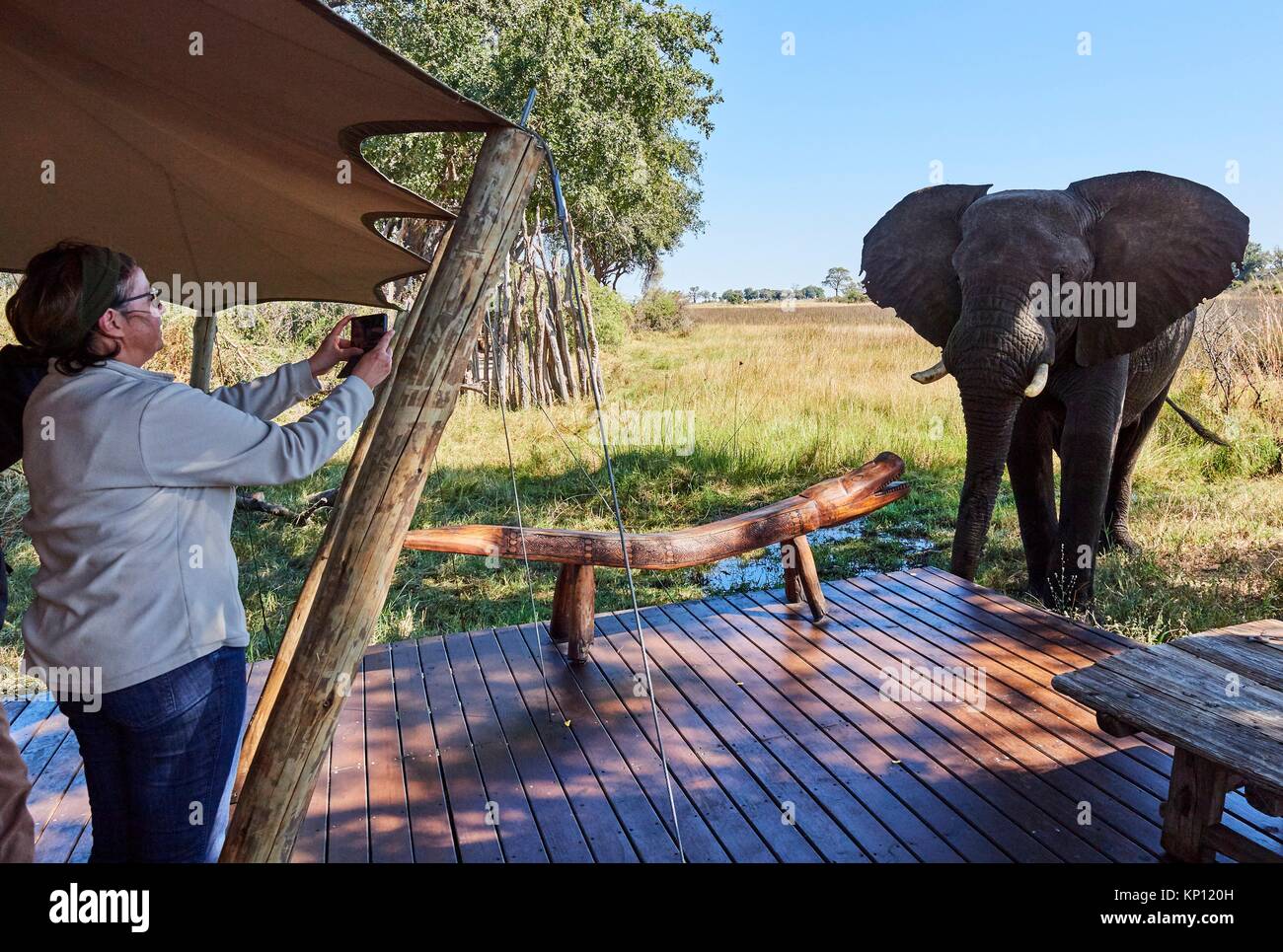 Tourists photographing elephant (Loxodonta africana) approaching guest lodge, Duba Expedition Camp, Duba Plains concession, Okavango delta, Botswana, Stock Photo