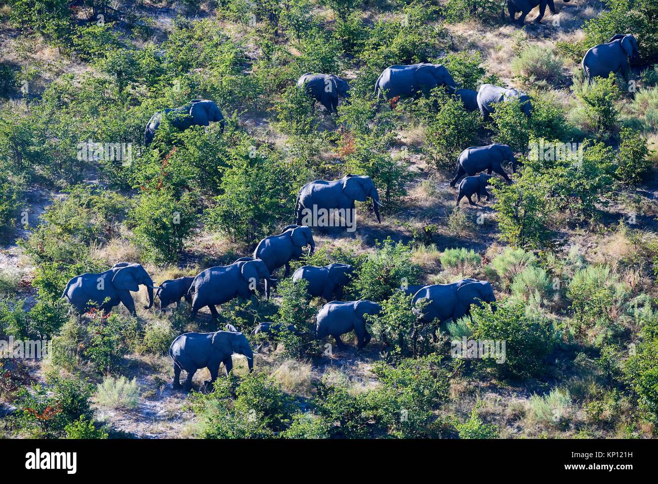 Aerial view of herd of African elephants (Loxodonta africana) walking on dry land, Okavango delta, Botswana, Africa. Stock Photo