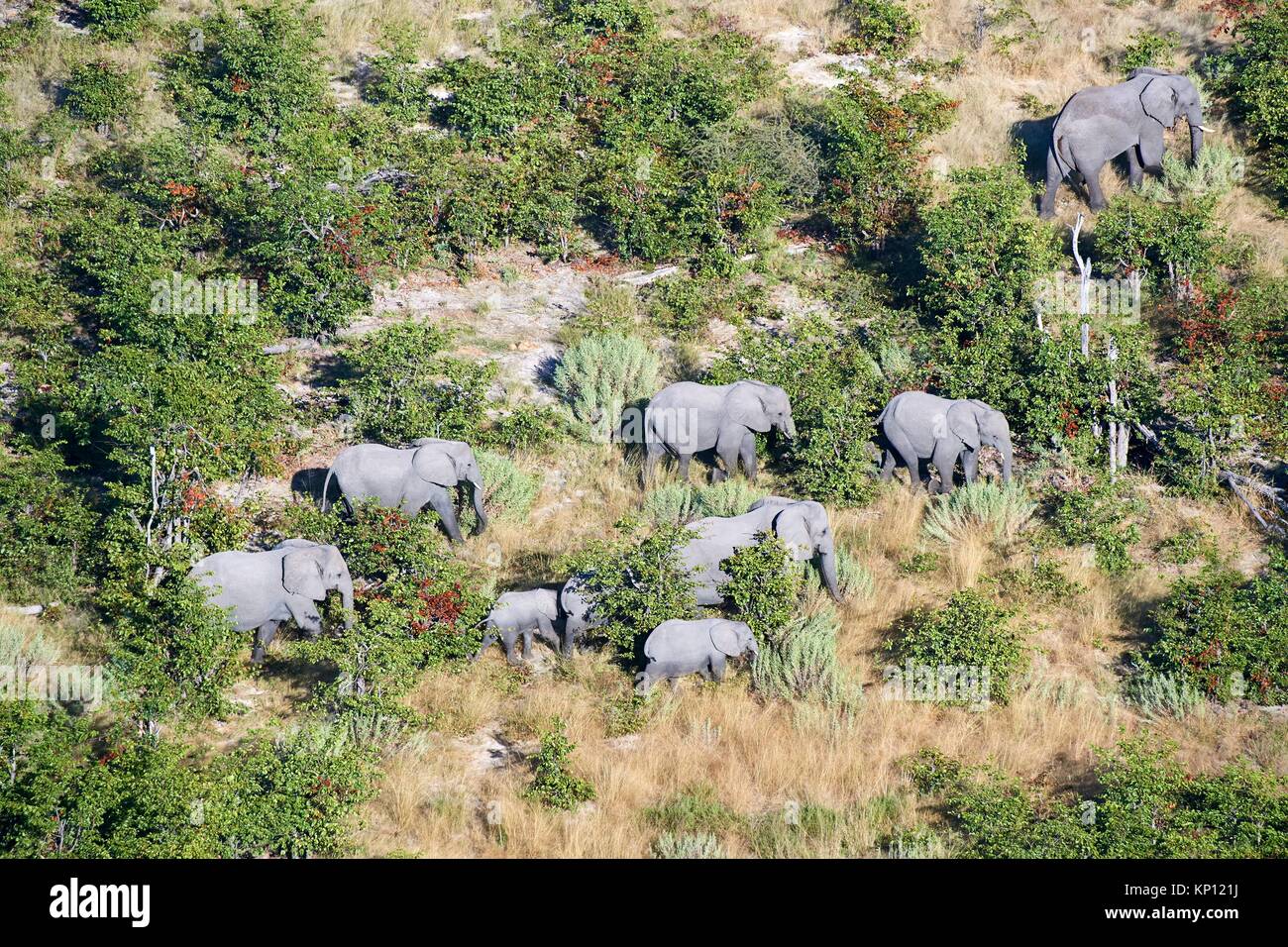 Aerial view of herd of African elephants (Loxodonta africana) walking on dry land, Okavango delta, Botswana, Africa. Stock Photo