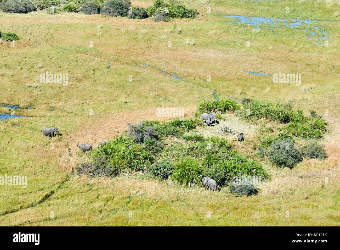 Aerial view of African elephants (Loxodonta africana) staying on an island, one of them is wading through the swamp, another is greeting, Okavango Stock Photo