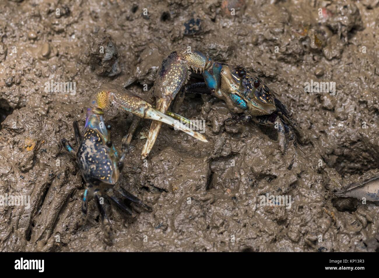 Blue Mud Crab fighting, Sungai Apong, Kuching, Sarawak, Malaysia Stock ...