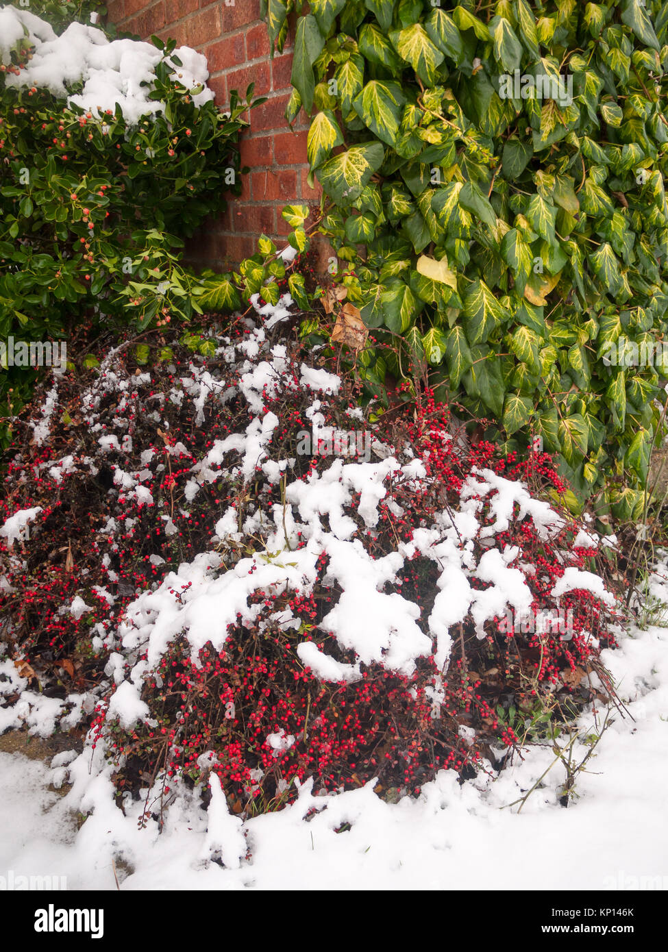snow on red berry bush outside on floor winter; essex; england; uk Stock Photo