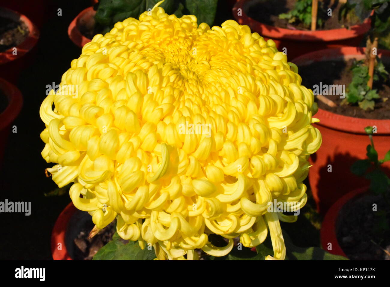 A beautiful yellow chrysanthemum in full bloom at the Annual Chrysanthemum show at Terraced Garden, Chandigarh, India. Stock Photo