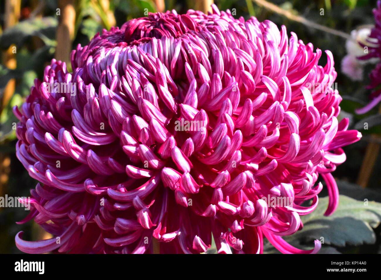 A pink chrysanthemum or irregular incurve pink chrysanthemum at Annual Chrysanthemum Show, Terrace Garden, Chandigarh. Stock Photo