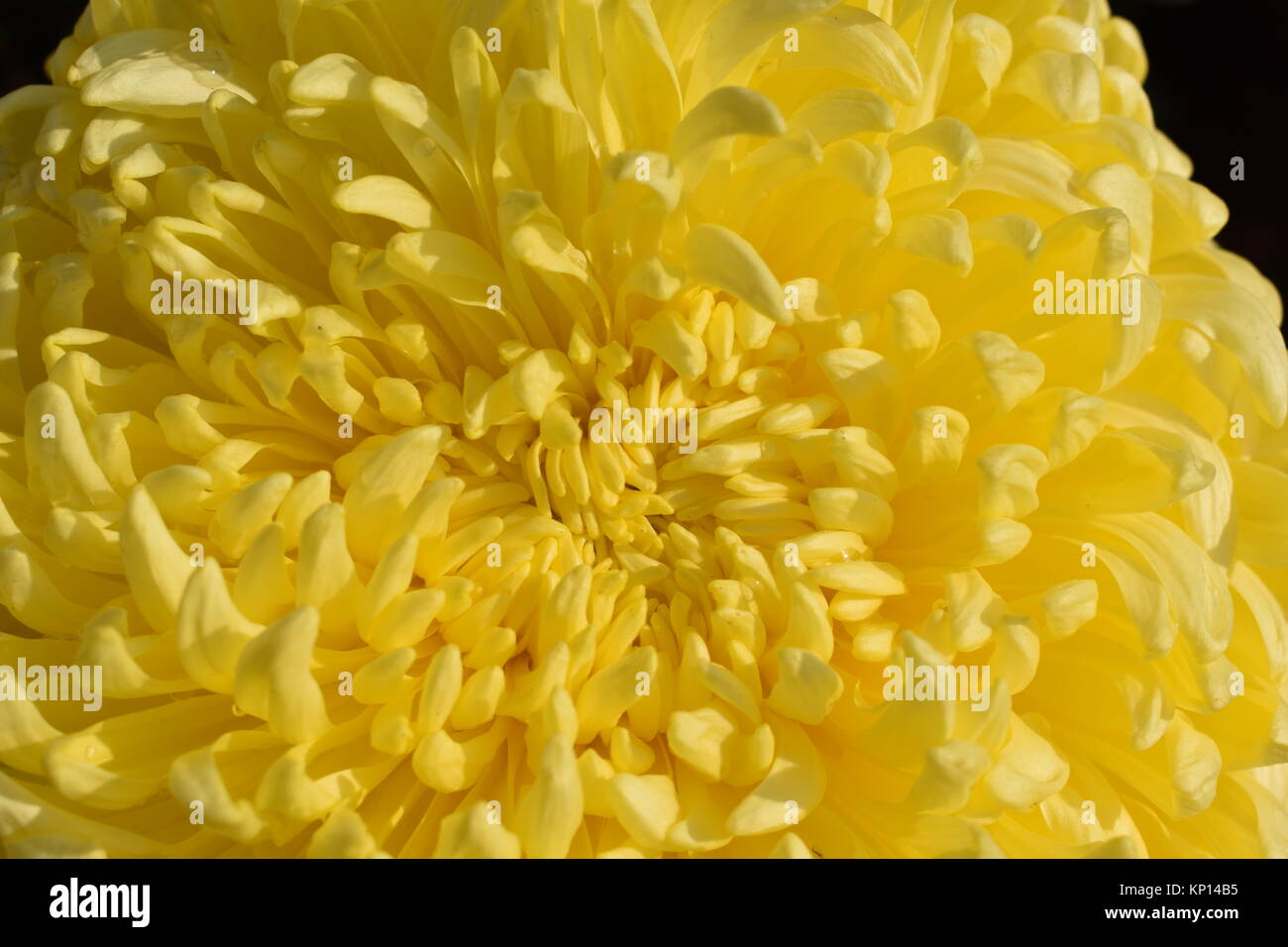 Close up of a yellow Chrysanthemum. Stock Photo