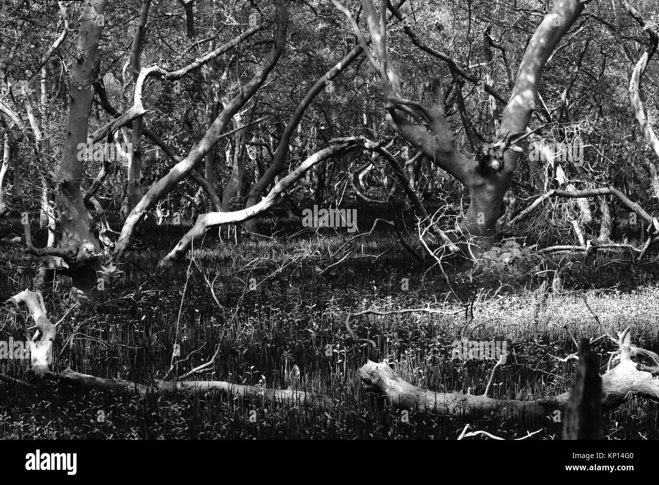 Fauna and flora sanctuary Black and White Stock Photos & Images - Alamy
