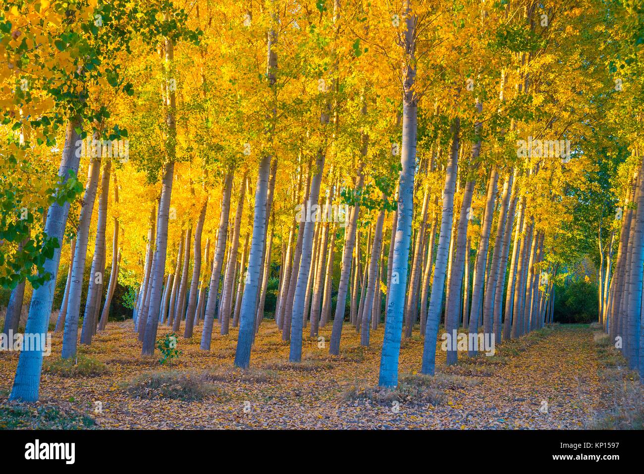 Poplar tree hires stock photography and images Alamy