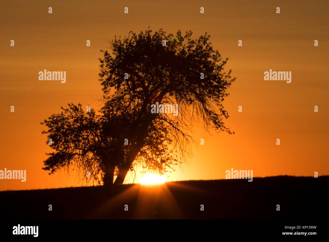 Sunset tree, Palouse Scenic Byway, Whitman County, Washington. Stock Photo