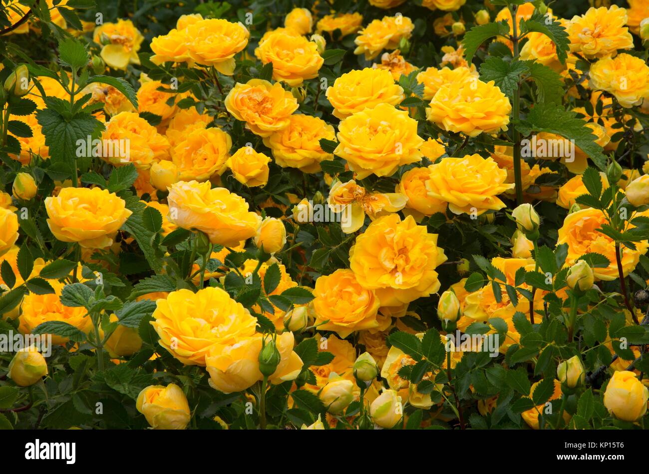 State flower of washington hires stock photography and images Alamy