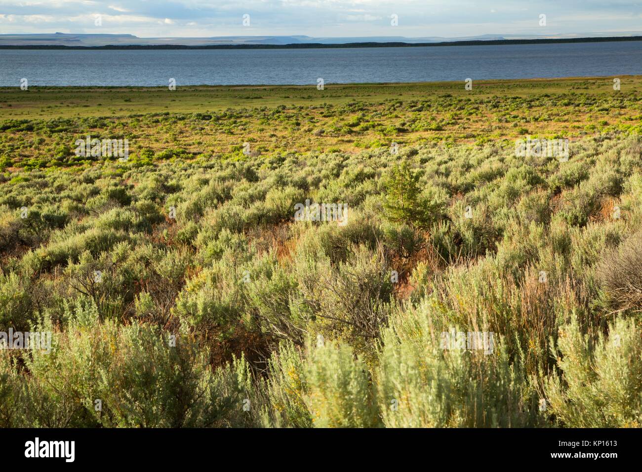 Sagebrush at Campbell Lake, Warner Wetlands Area of Critical
