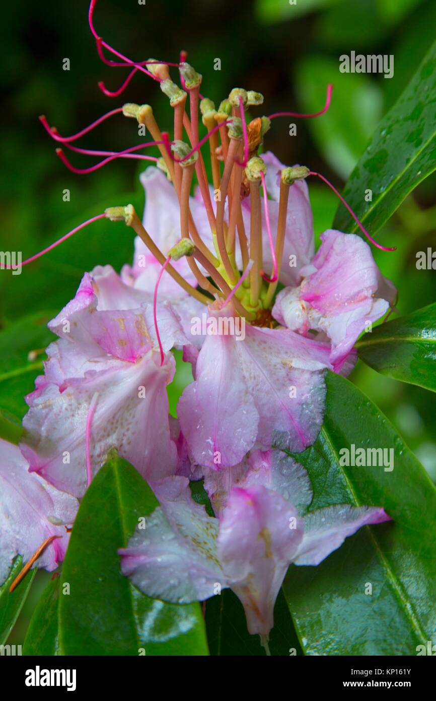 Pacific rhododendron (Rhododendron macrophyllum) along Parrish Lake