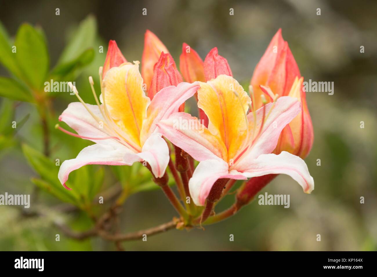 Western azalea (Rhododendron occidentale), Azalea Park, Brookings