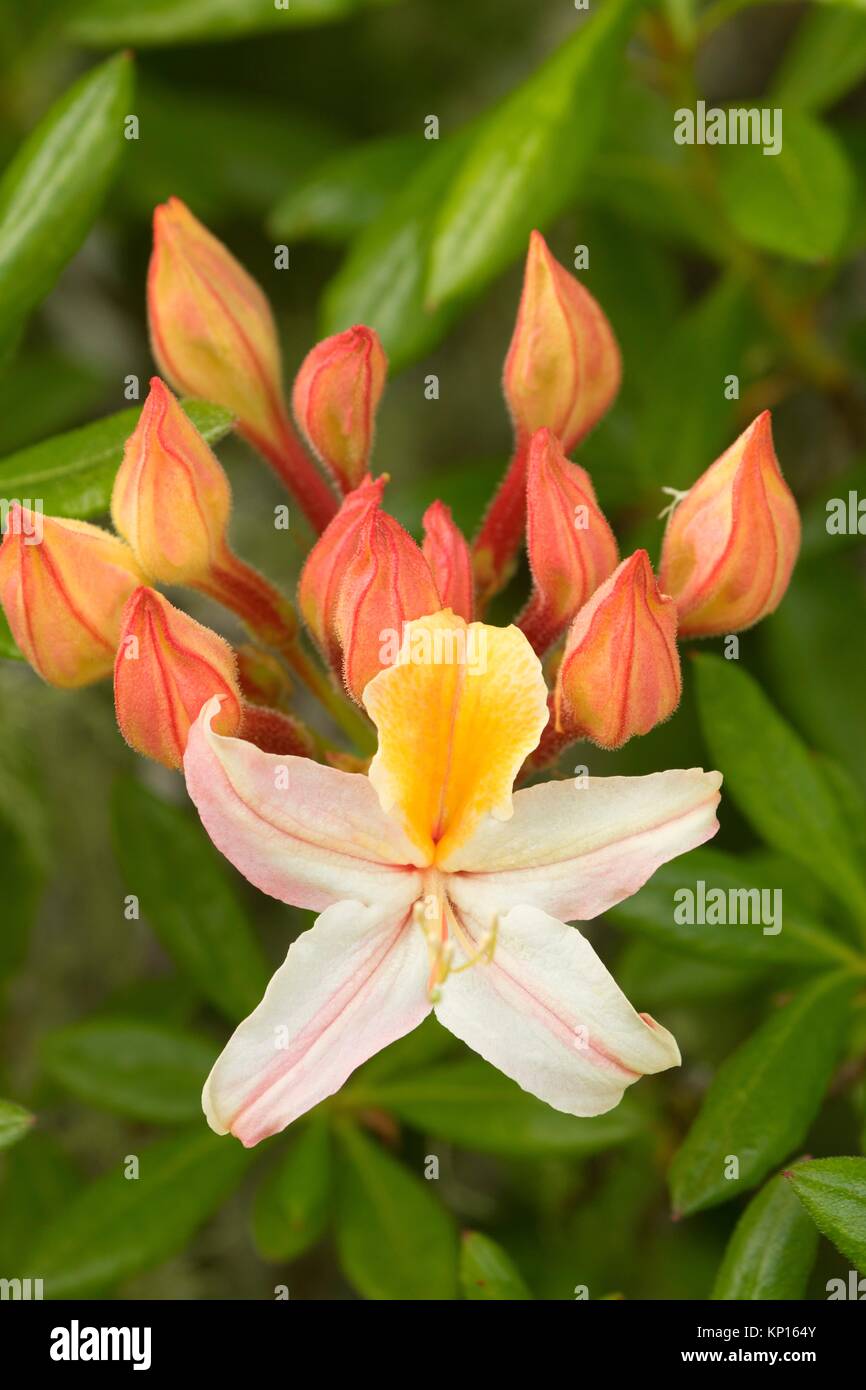 Western azalea (Rhododendron occidentale), Azalea Park, Brookings